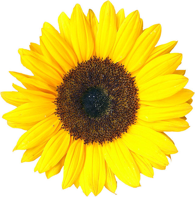 Topper Image